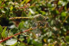 Erythemis collocata-Female-9 by Eugene Zelenko. Used under a CC BY-SA 4.0 license.