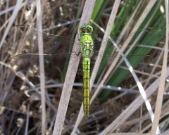 Erythemis collocata-Male-1 by Eugene Zelenko. Used under a CC BY-SA 4.0 license.