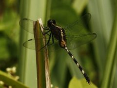 Erythemis plebeja f by 



This image is created by user Joram de Gans at Observation.org, a global biodiversity recording project.
. Used under a CC BY 3.0 license.