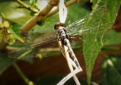 Erythemis plebeja female. Pin-tailed Pondhawk. - Flickr - gailhampshire by gailhampshire from Cradley, Malvern, U.K. Used under a CC BY 2.0 license.