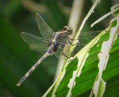 Erythemis plebeja female Pin-tailed Pondhawk - Flickr - gailhampshire by gailhampshire from Cradley, Malvern, U.K. Used under a CC BY 2.0 license.