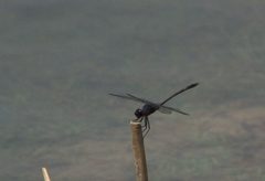 Pin-tailed Meadowhawk by Mike Ostrowski. Used under a CC BY-SA 2.0 license.