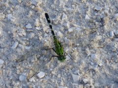 Erythemis simplicicollis 005 by Cary Bass. Used under a CC BY-SA 3.0 license.