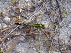 Erythemis simplicicollis 009 by Cary Bass. Used under a CC BY-SA 3.0 license.