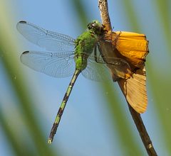 Erythemis vesiculosa by leppyone. Used under a CC BY 2.0 license.