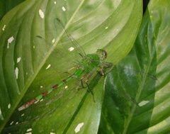 Erythemis vesiculosa Great Pondhawk by Eric Haley. Used under a CC BY 2.0 license.