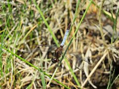 Erythrodiplax basifusca 214196103 by Ma. Eugenia Mendiola González. Used under a CC BY-SA 4.0 license.