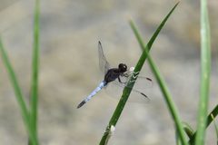 Erythrodiplax basifusca 217988044 by Mike Ostrowski. Used under a CC BY-SA 4.0 license.