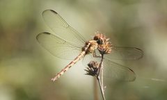 Erythrodiplax basifusca 3107749 by Juan Cruzado Cortés. Used under a CC BY-SA 4.0 license.