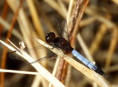 Erythrodiplax basifusca 57012897 by Francisco Farriols Sarabia. Used under a CC BY 4.0 license.