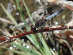 Erythrodiplax basifusca 7488660 by Tereka Lasso. Used under a CC BY-SA 4.0 license.