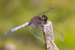 Erythrodiplax basifusca 8394499 by Fyn Kynd. Used under a CC BY-SA 4.0 license.
