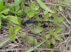 Erythrodiplax berenice by pondhawk. Used under a CC BY 2.0 license.