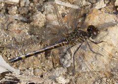 Seaside Dragonlet. Erythrodiplax berenice. female - Flickr - gailhampshire by gailhampshire from Cradley, Malvern, U.K. Used under a CC BY 2.0 license.