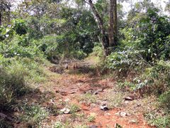 Erythrodiplax fervida habitat by DaveClermont. Used under a CC BY-SA 4.0 license.