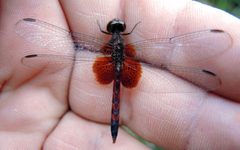 Erythrodiplax fervida male by DaveClermont. Used under a CC BY-SA 4.0 license.