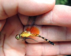 Erythrodiplax fervida male immature by DaveClermont. Used under a CC BY-SA 4.0 license.
