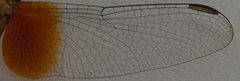 Erythrodiplax fervida wing by Philipp Weigell. Used under a CC BY 3.0 license.