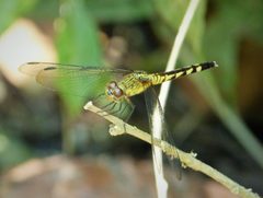 Red-mantled Dragonlet. Erythrodiplax fervida - Flickr - gailhampshire by gailhampshire from Cradley, Malvern, U.K. Used under a CC BY 2.0 license.