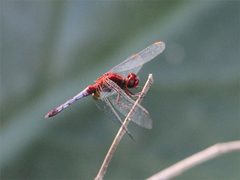 Erythrodiplax fusca by 



This image is created by user Lennaert Steen at Observation.org, a global biodiversity recording project.
. Used under a CC BY 3.0 license.