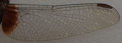 Erythrodiplax fusca wing by Philipp Weigell. Used under a CC BY 3.0 license.