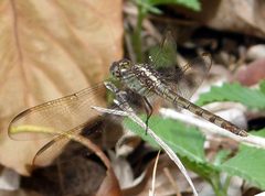 Band-winged Dragonlet-Erythrodiplax umbrata Young Male - Flickr - gailhampshire by gailhampshire from Cradley, Malvern, U.K. Used under a CC BY 2.0 license.