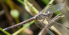Band-winged Dragonlet-Erythrodiplax umbrata femalefem - Flickr - gailhampshire by gailhampshire from Cradley, Malvern, U.K. Used under a CC BY 2.0 license.