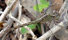 Band-winged Dragonlet-Erythrodiplax umbrata young female - Flickr - gailhampshire by gailhampshire from Cradley, Malvern, U.K. Used under a CC BY 2.0 license.