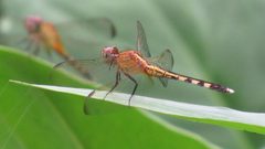 Erythrodiplax umbrata 114212043 by Rosângela Souza. Used under a CC BY 4.0 license.