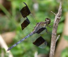Male Band-winged Dragonlet-Erythrodiplax umbrata - Flickr - gailhampshire by gailhampshire from Cradley, Malvern, U.K. Used under a CC BY 2.0 license.