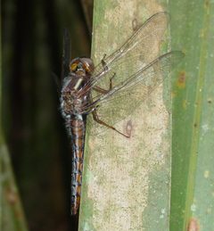 Ladona deplanata by pondhawk. Used under a CC BY 2.0 license.