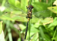 Leucorrhinia glacialis 202287595 by Jimmy Dee. Used under a CC BY-SA 4.0 license.