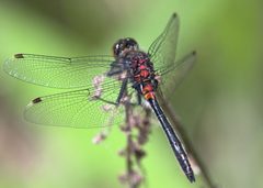 Leucorrhinia glacialis 202961212 by Jimmy Dee. Used under a CC BY-SA 4.0 license.
