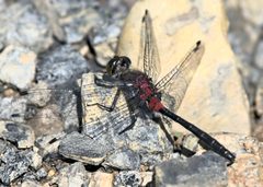 Leucorrhinia glacialis 206521249 by Jimmy Dee. Used under a CC BY-SA 4.0 license.