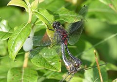 Leucorrhinia glacialis 300443540 by Jimmy Dee. Used under a CC BY-SA 4.0 license.