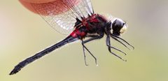 Leucorrhinia patricia maurice13 55329386 by Maurice Raymond. Used under a CC BY 4.0 license.
