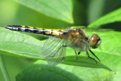 Belted Whiteface by D. Gordon E. Robertson. Used under a CC BY-SA 3.0 license.