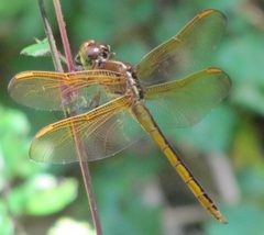 Libellula auripennis by pondhawk. Used under a CC BY 2.0 license.