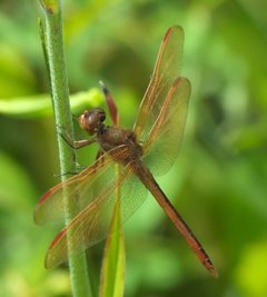 Libellula auripennis P1010306a by 
xpda. Used under a CC BY-SA 4.0 license.