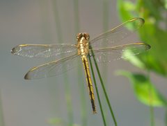 Libellula auripennis P1010310a by 
xpda. Used under a CC BY-SA 4.0 license.