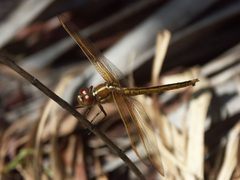 Libellula auripennis PICT3659a by 
xpda. Used under a CC BY-SA 4.0 license.