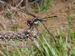 Libellula axilena by pondhawk. Used under a CC BY 2.0 license.