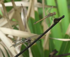 Libellula axilena P1010337a by 
xpda. Used under a CC BY-SA 4.0 license.