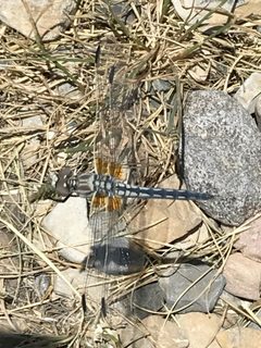 Libellula composita 20625795 by Robb Hannawacker. Used under a CC0 license.