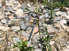Libellula composita 20626003 by Robb Hannawacker. Used under a CC0 license.