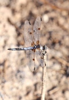 Libellula composita gaudettelaura 2371109 by Laura Gaudette. Used under a CC BY 4.0 license.