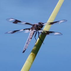 Libellula forensis-Male-2 by Eugene Zelenko. Used under a CC BY-SA 4.0 license.