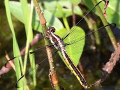Libellula incesta-female dorsal by peterwchen. Used under a CC BY 4.0 license.