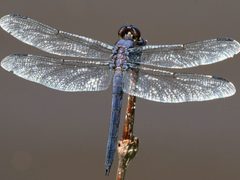 Libellula incesta-male dorsal by peterwchen. Used under a CC BY 4.0 license.