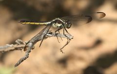 Libellula incesta P1160990a by 
xpda. Used under a CC BY-SA 4.0 license.